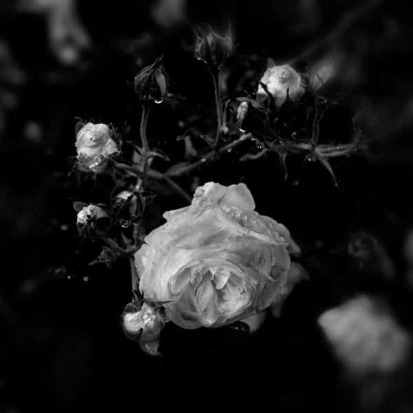 Roser i regn sh av Marton Leonard Fiskå